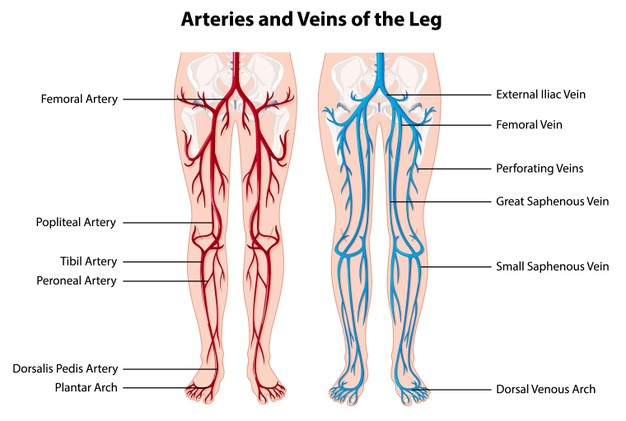 Le differenze tra ecocolordoppler venoso e arterioso